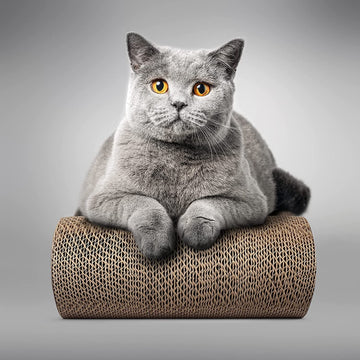 Cat supplies collection with cat toys grooming items feeding essentials and daily care products