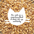 Organic edible grass seeds for cats with wheatgrass oat barley and rye blend