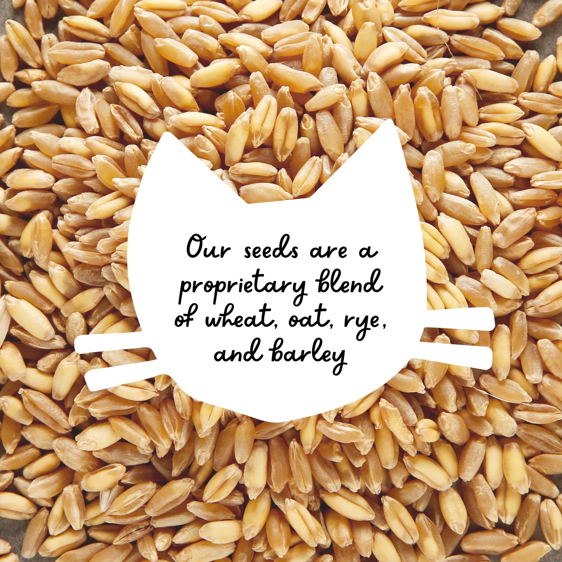 Organic edible grass seeds for cats with wheatgrass oat barley and rye blend