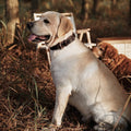 Leather Dog Collar, Genuine Heavy Duty Wide Dog Collar for Small,Medium,Large and Extra Large Dog (S: 0.8