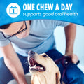 Dog chewing Purina DentaLife dental treat for fresh breath care