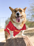 NFL Kansas City Chiefs Dog Jersey - Medium, Football Jersey Costume for Dogs