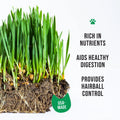 Fresh cat grass growing kit with soil disk and easy indoor planting supplies