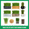 Cat grass kit seed growth stages for indoor cats and pet friendly homes