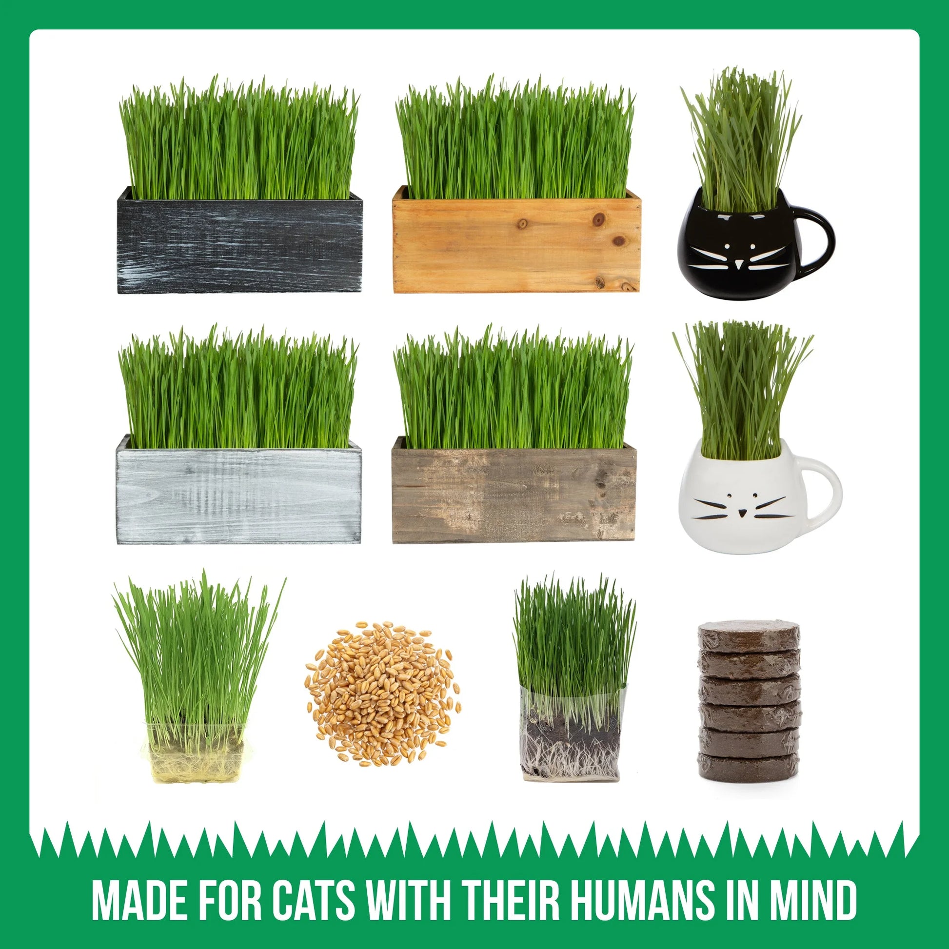 Cat grass kit seed growth stages for indoor cats and pet friendly homes