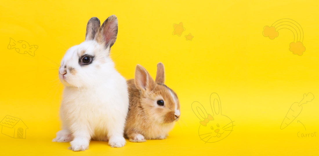 slider image slider_item_XPxipp