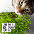 Cat eating fresh grass from black cat planter for healthy indoor enrichment