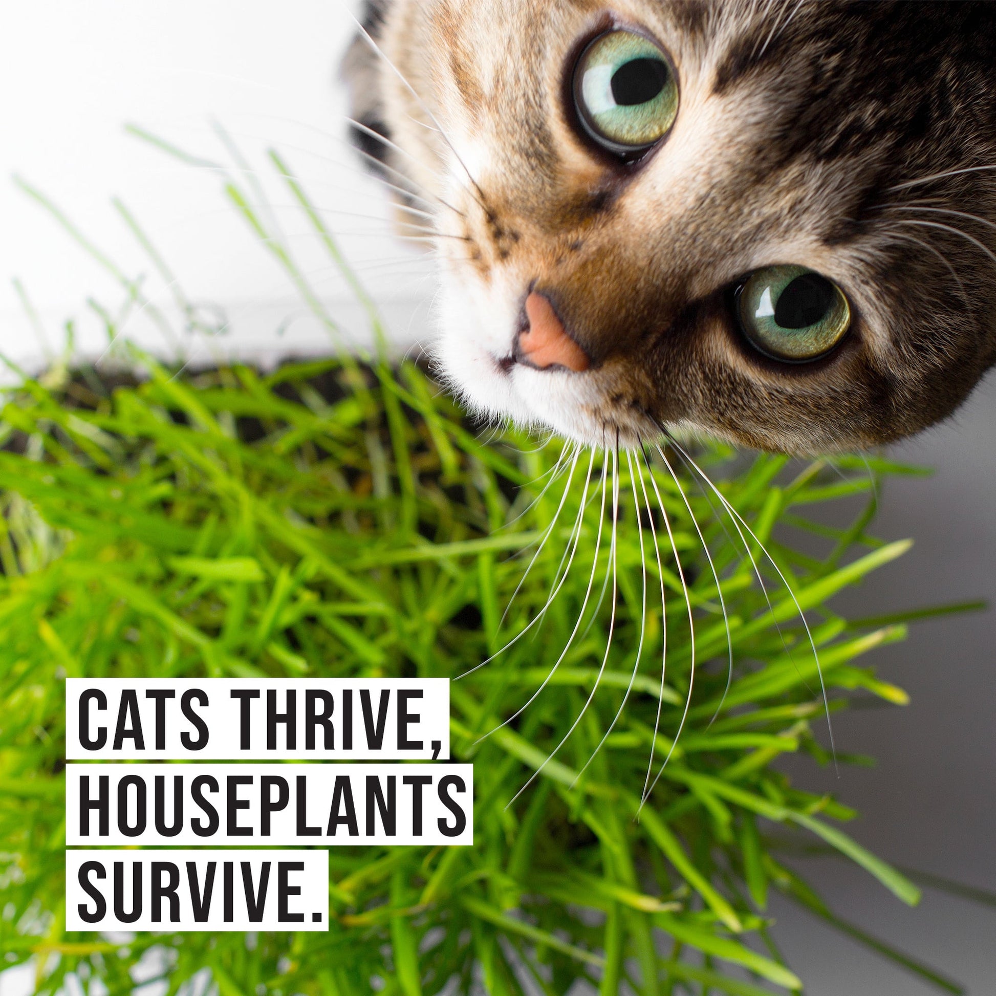 Cat eating fresh grass from black cat planter for healthy indoor enrichment