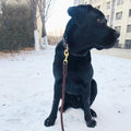 Leather Dog Collar, Genuine Heavy Duty Wide Dog Collar for Small,Medium,Large and Extra Large Dog (S: 0.8