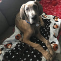 Blanket for Pets - Cozy Dog Blanket for Small Dogs - Machine Washable Dog Blanket in Blue - PetOhPets