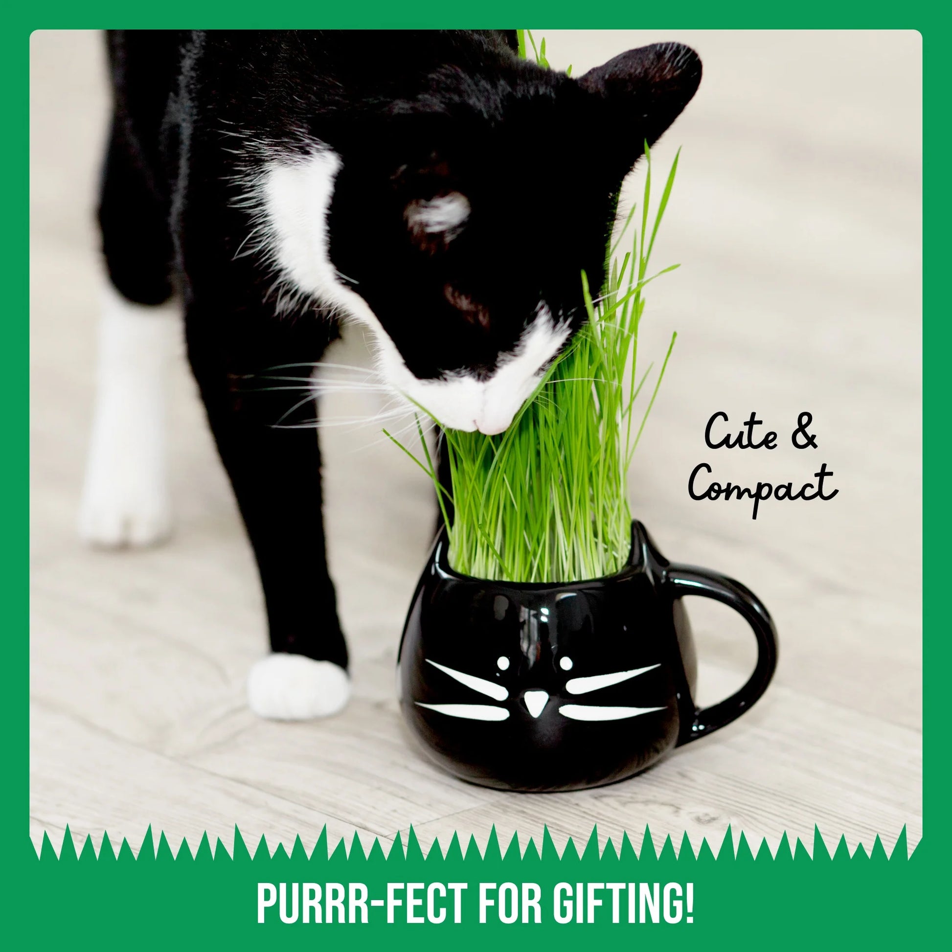Cat grass kit for hairball support digestion and safe indoor chewing