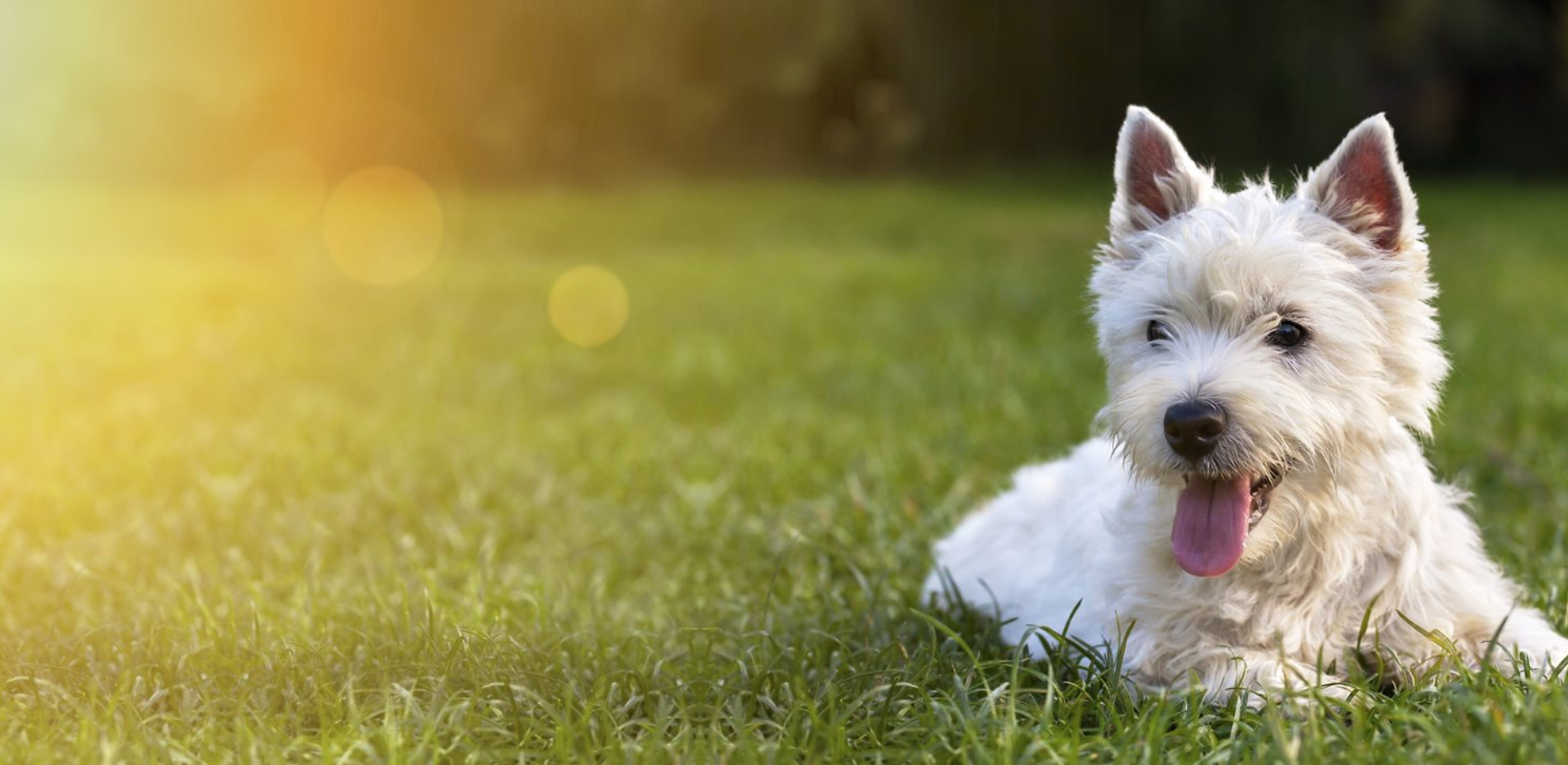 slider image slider_item_XPxipp